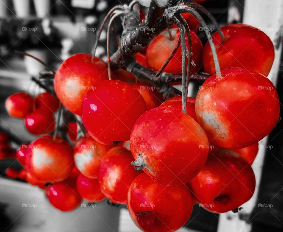 Apple red colorfull autumn