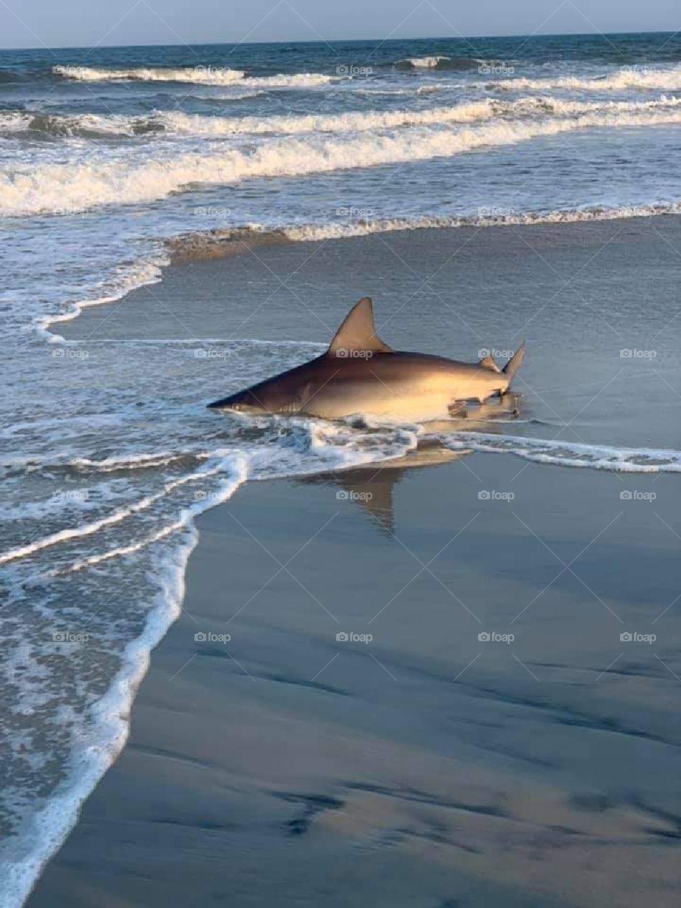 Shark on beach