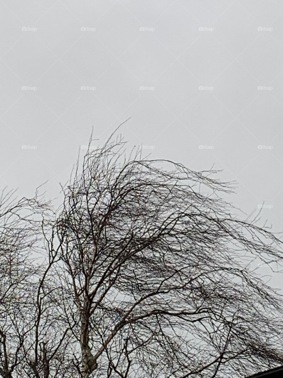 Tree in the storm