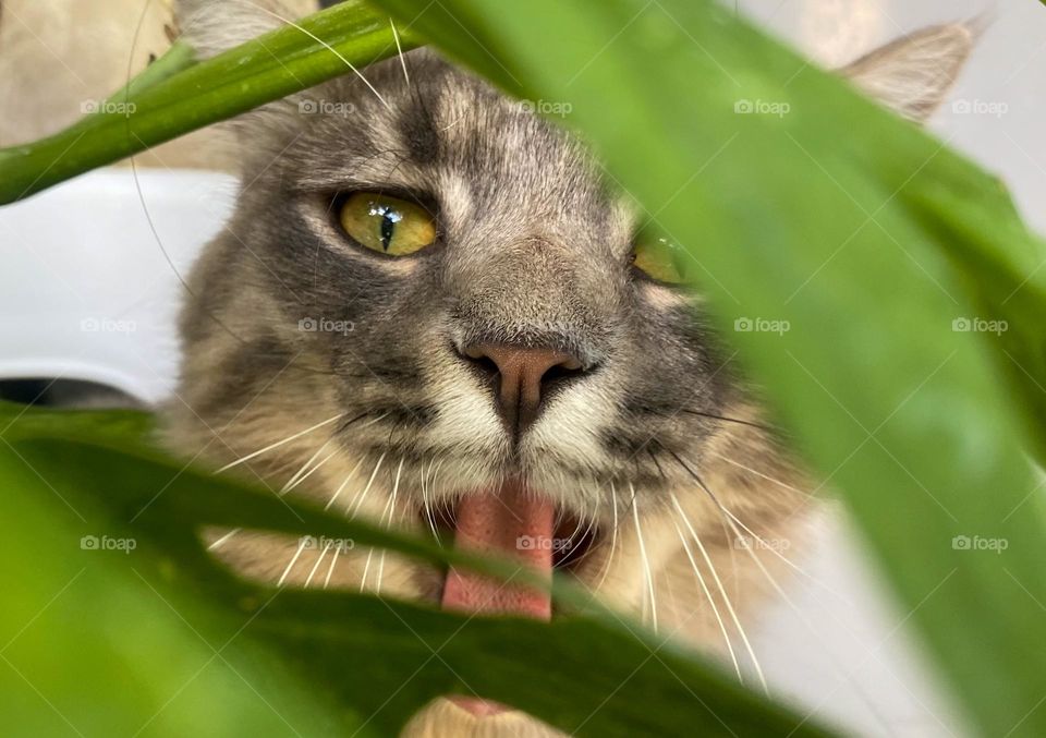 Yawning cat 🥱