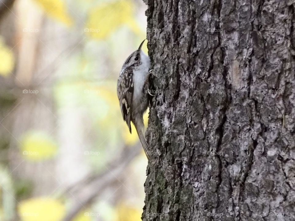 Treecreeper