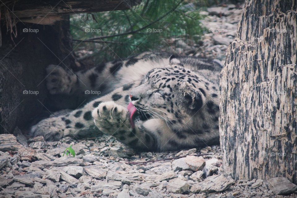 Just because I live in the wilderness, doesn't mean I'm dirty! A beautiful snow panther cleaning its paw.