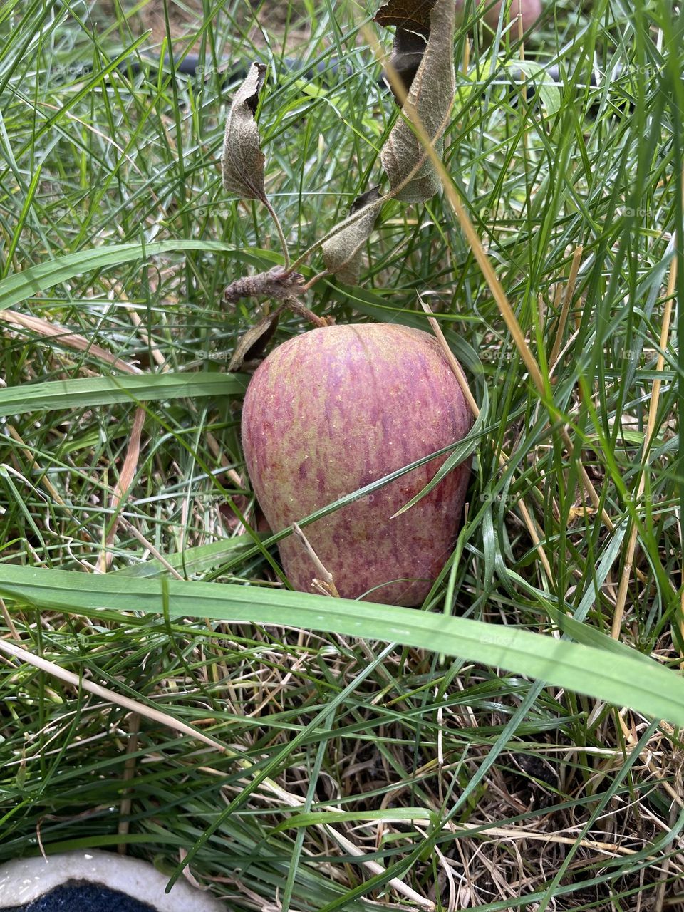 An apple a day keeps stress away 