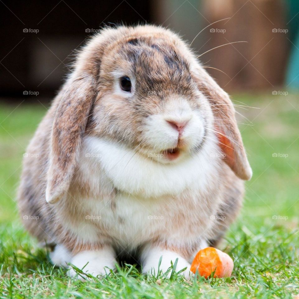 cute rabbit eating carrots