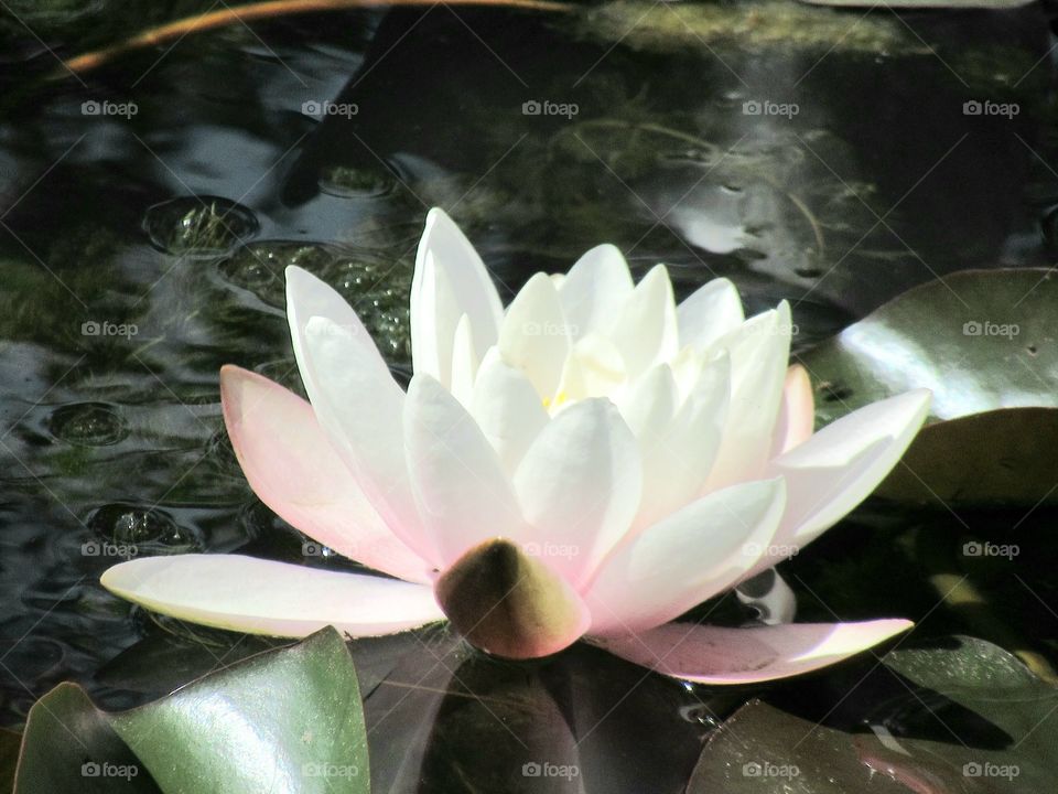 Water lily