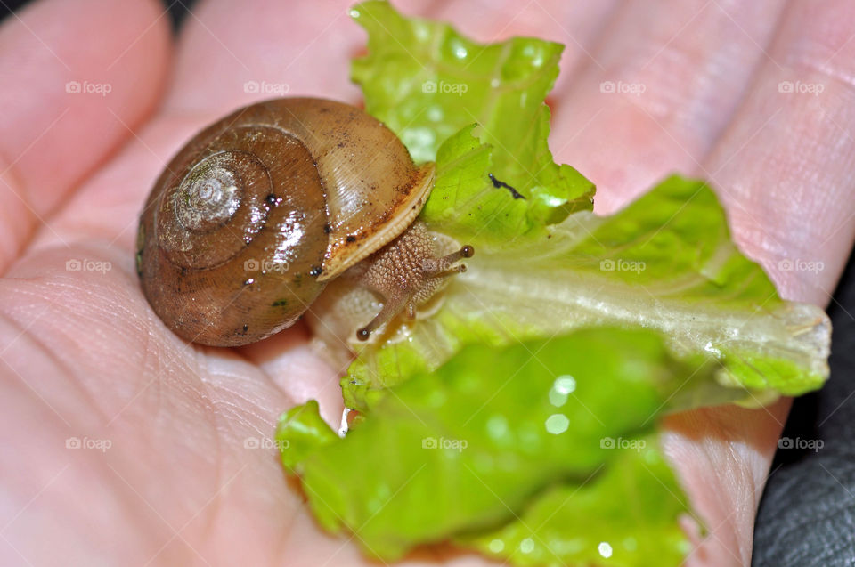 Princess the Garden Snail