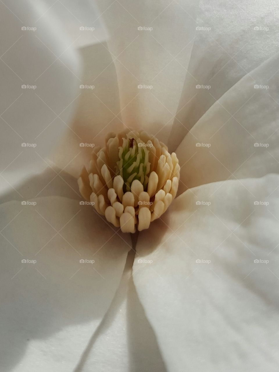 Flower, Nature, Still Life, No Person, Blur