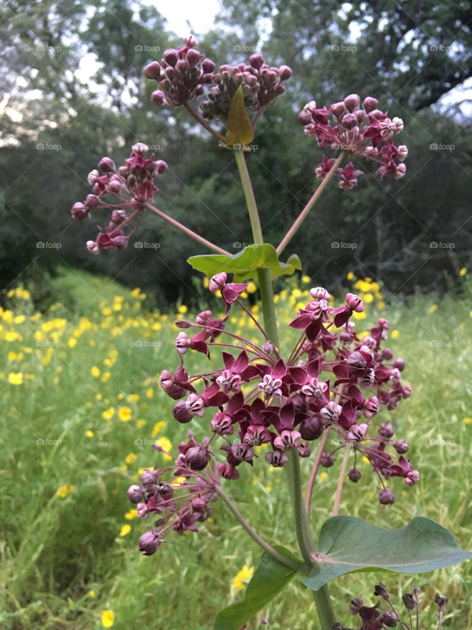 Lovely purple milkweed 