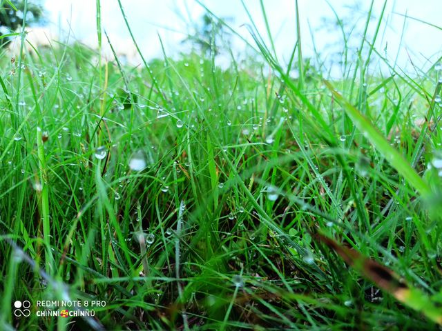 grass and Rain water drops
