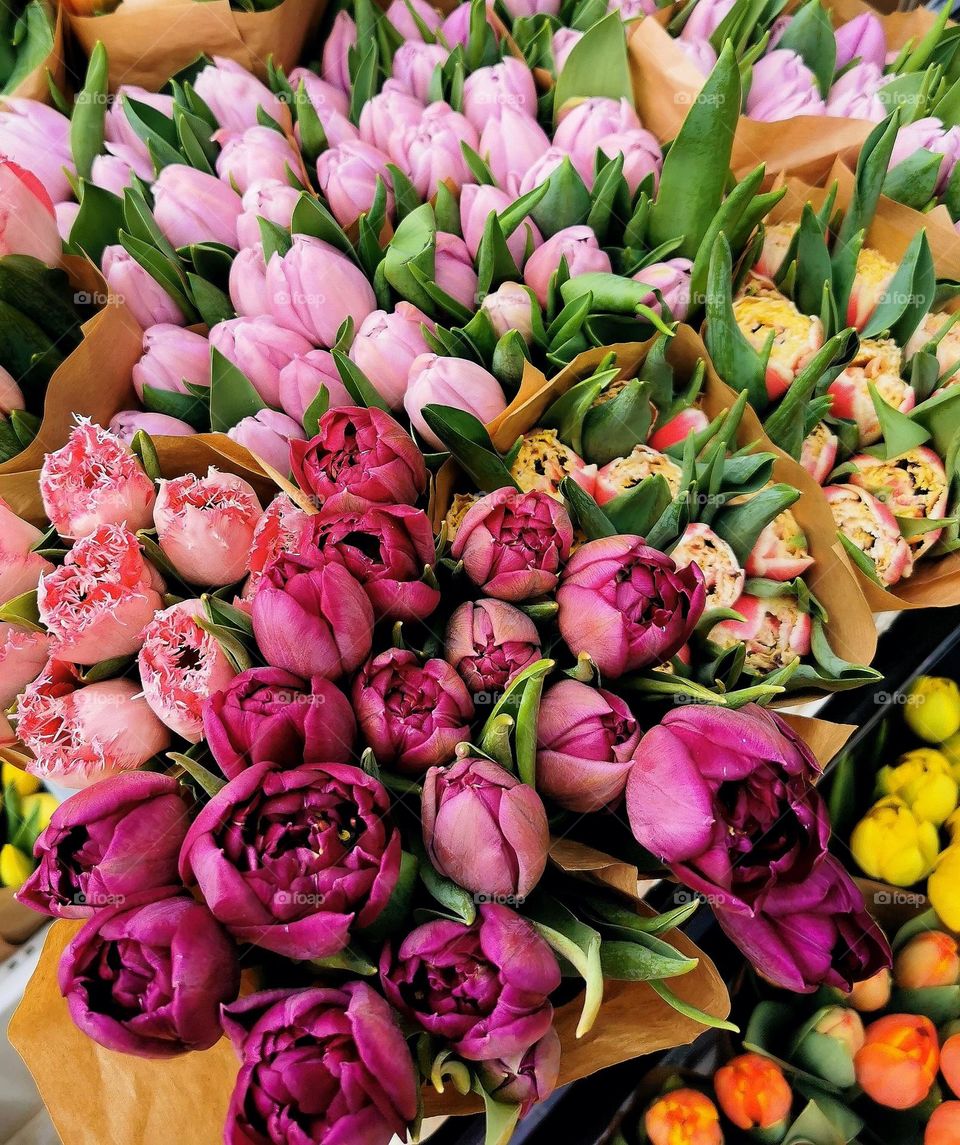 Tulip bunches