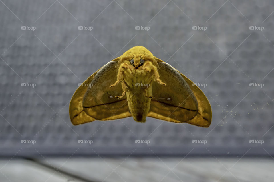 Okeefenokee Swamp Moth