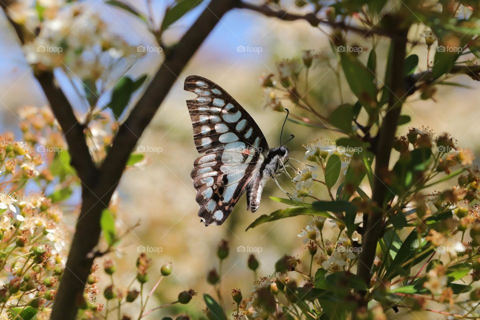 Beautiful and cute butterfly