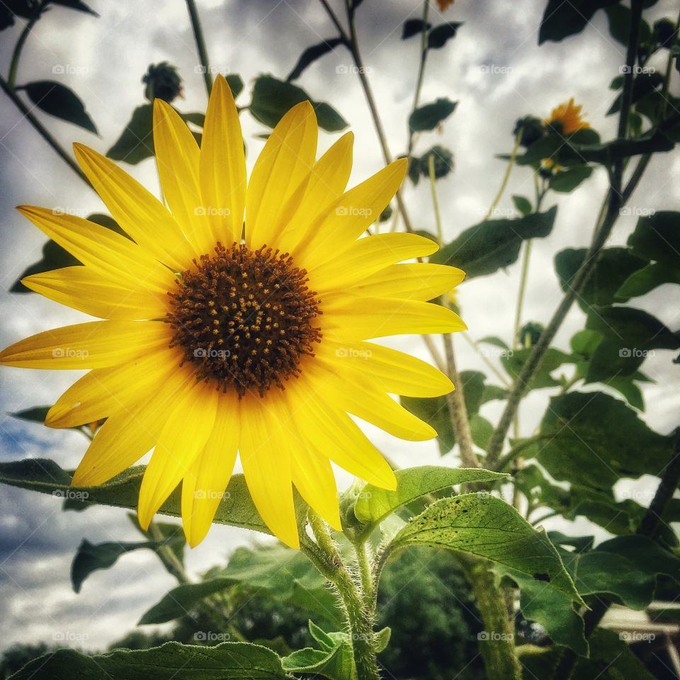 sunflower on a rainy summer day 