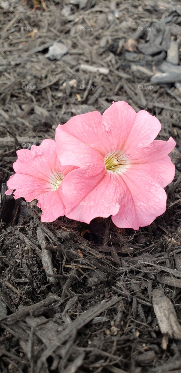 Light Pink Flower