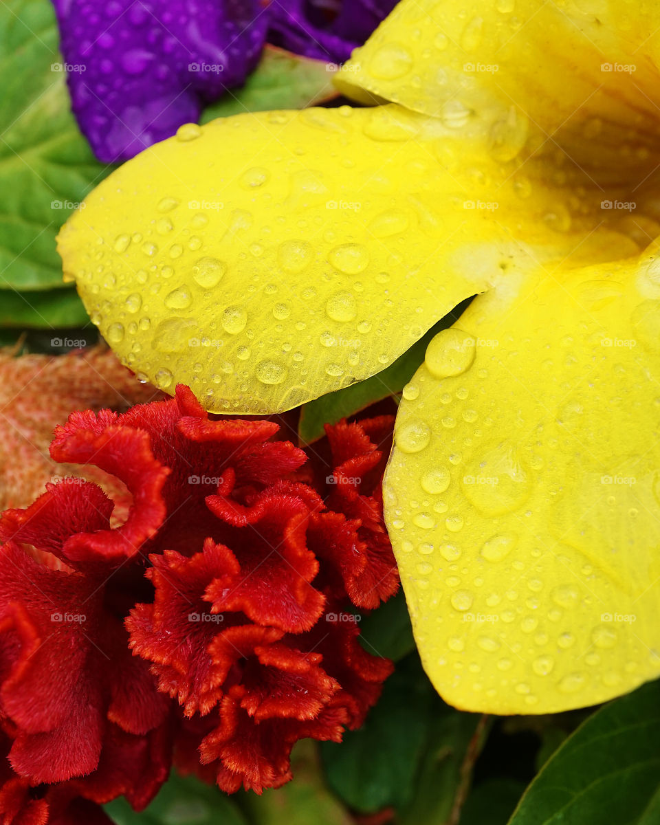 Closeup flowers Alamanda, Celosia, Tibouchina