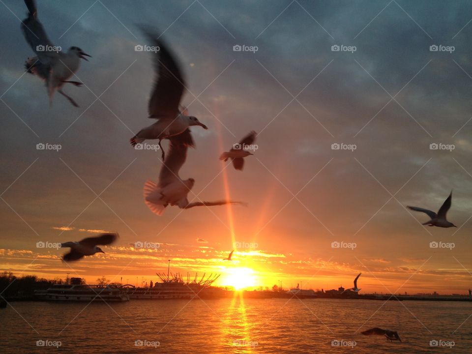 Seagulls, Bird, Water, Sunset, Sky