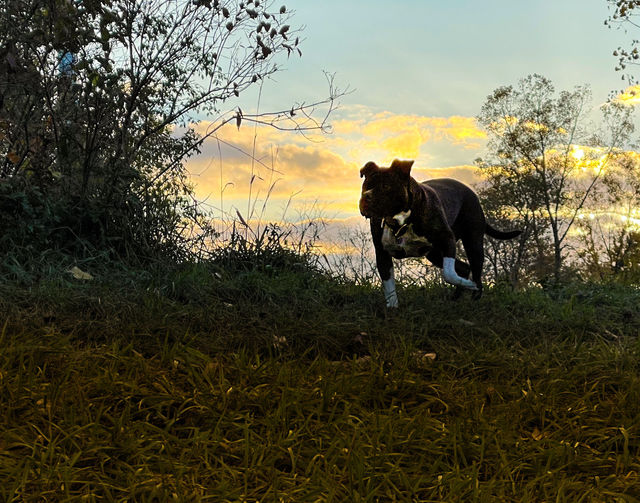 Homeward bound
