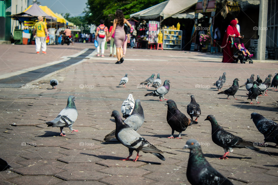 Pigeons in the streets of KL