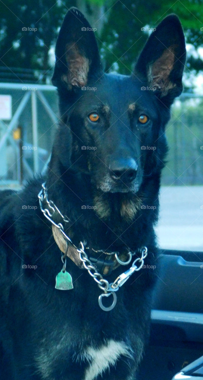 Beautiful German Shepard Guard Dog, very alert! 