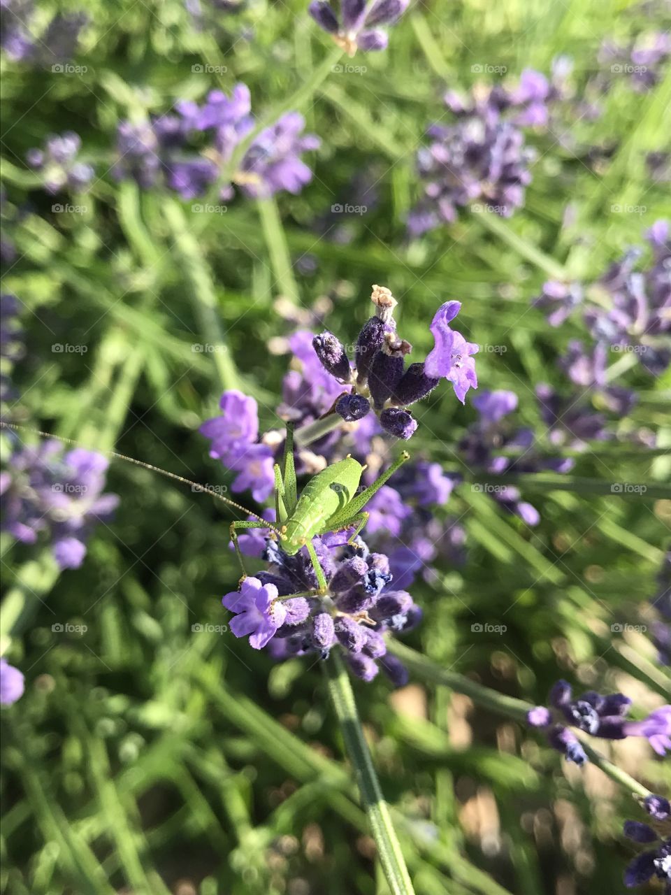 Lavendel Grasshopper 