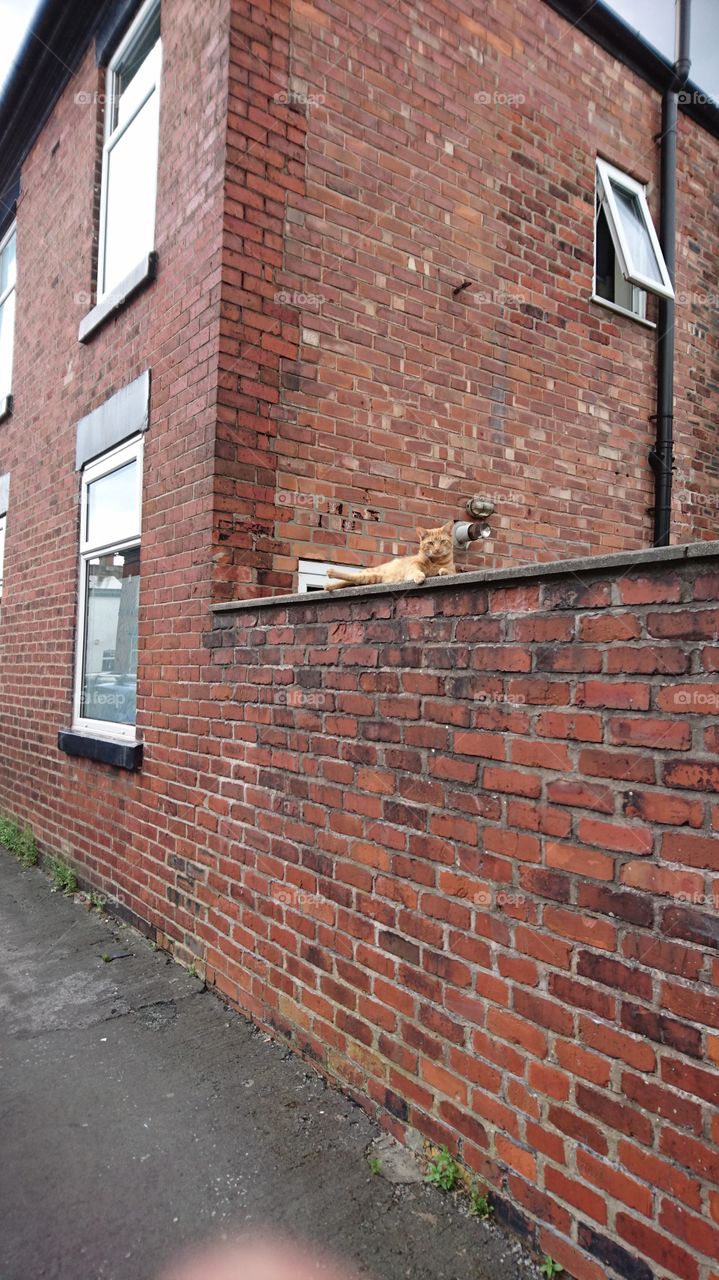 cat on the brick wall