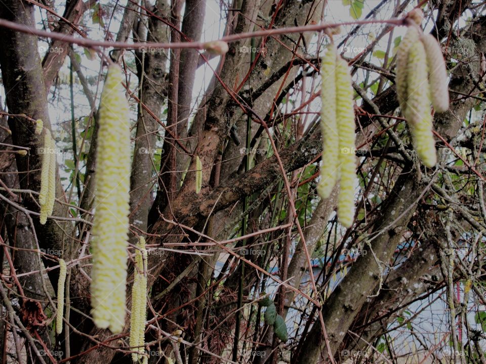 hazelnut catkins