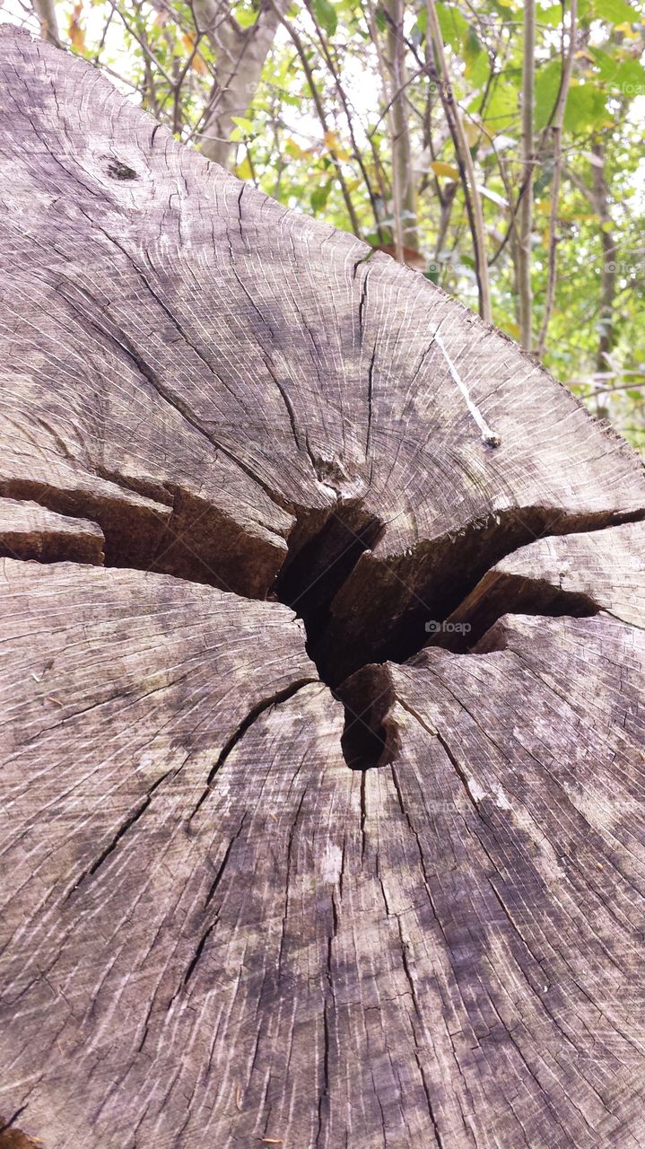 Dragonfly split wood