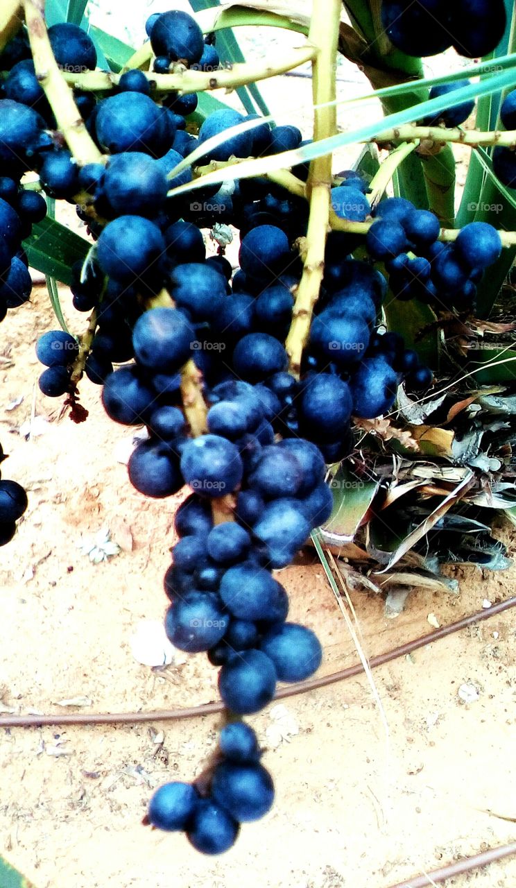 Banch of wild blueberries hanging in nature