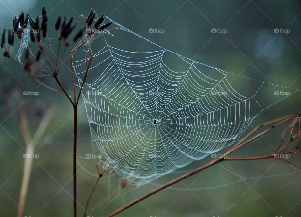 Spider web in the evening