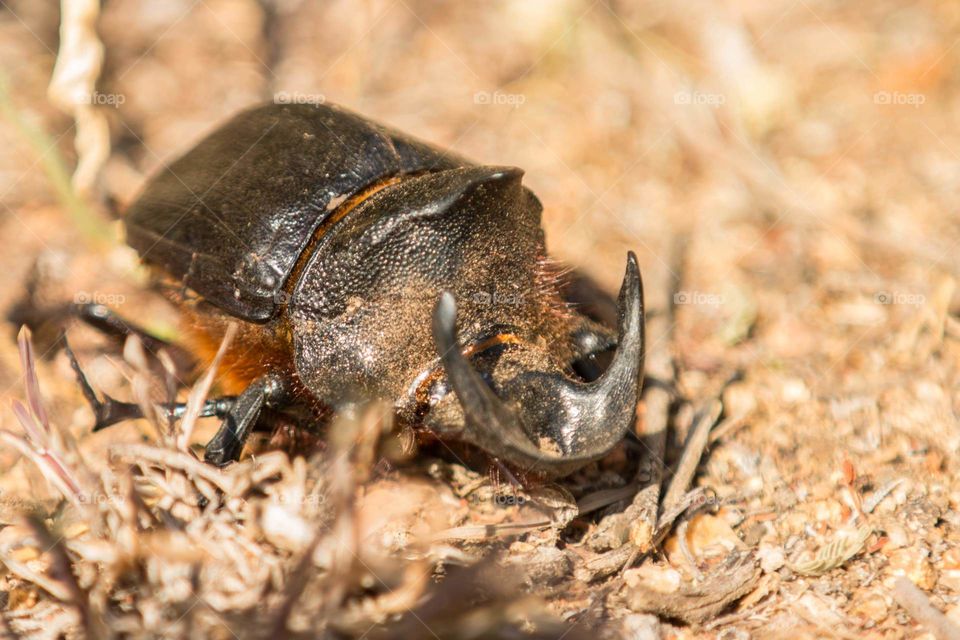 Male Dung Beetle