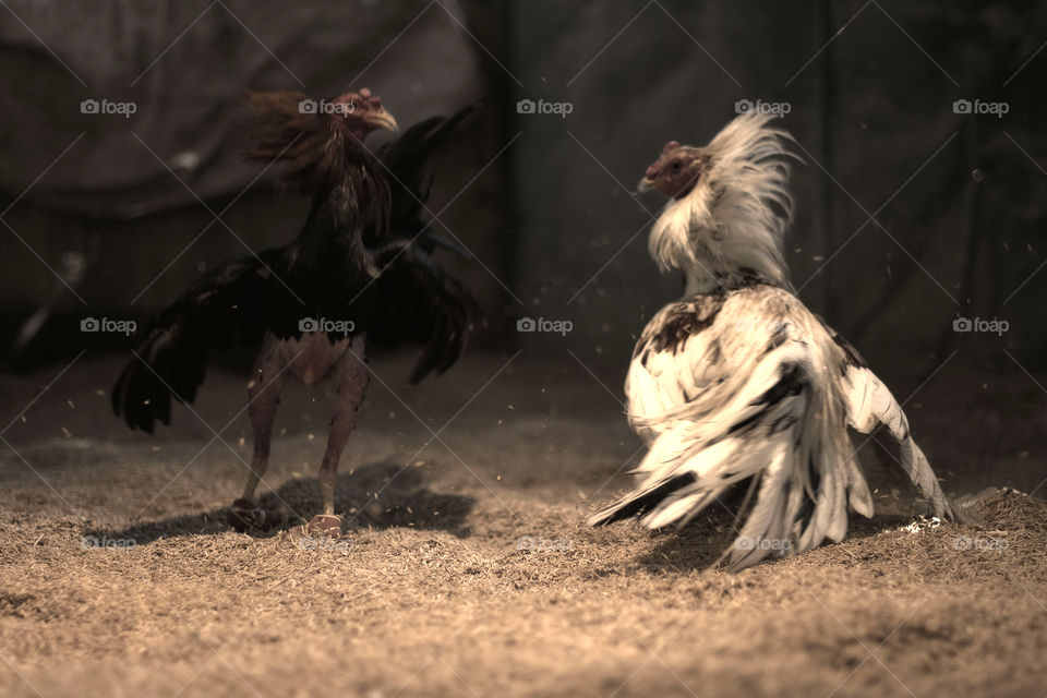 Cockfighting 