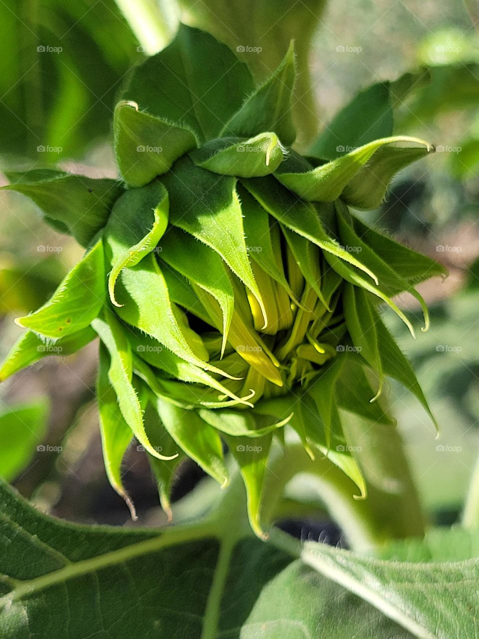 incipiente flor de girasol