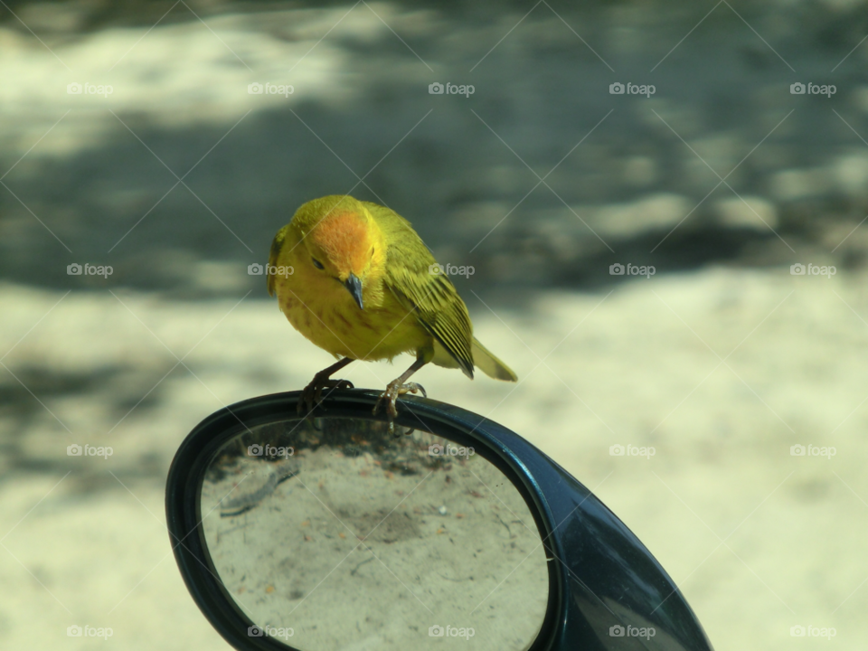 yellow bird mirror by sanjag
