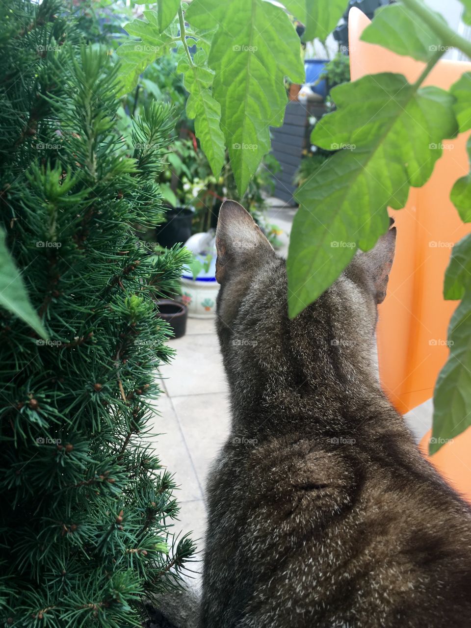 No Person, Mammal, Nature, Outdoors, Cat