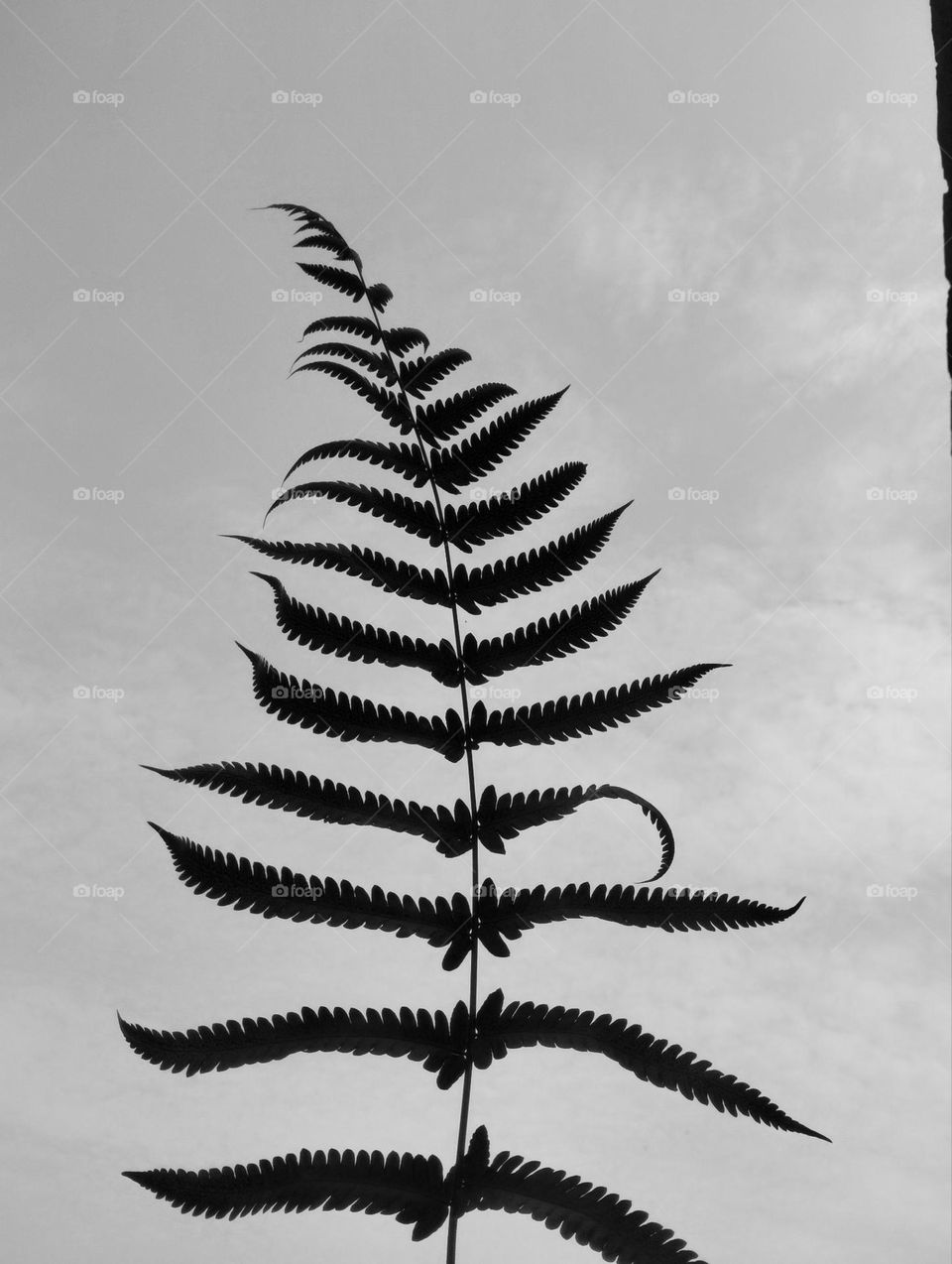 Black and white leaf in sky