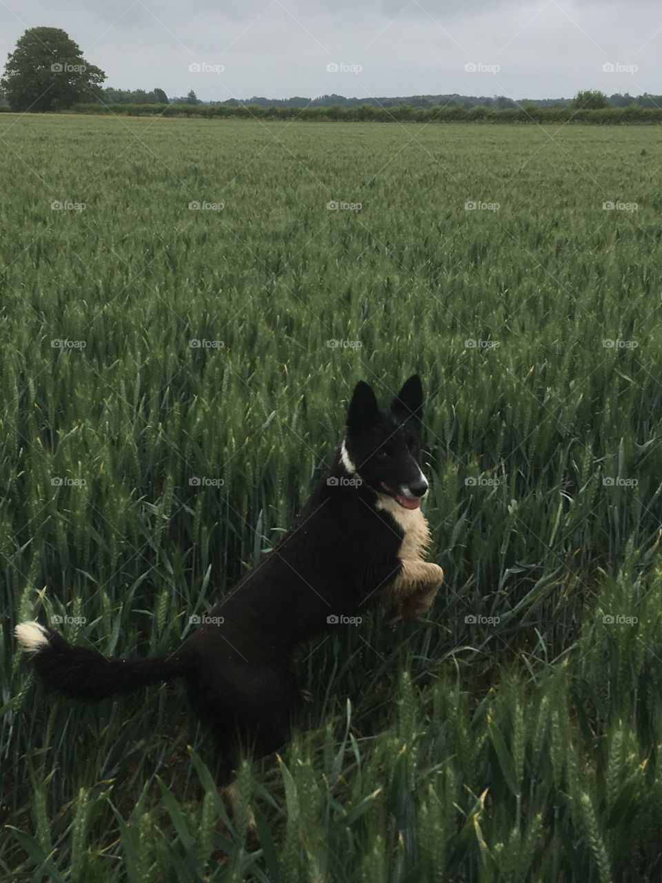 Collie leaping through a crop of English wheat 