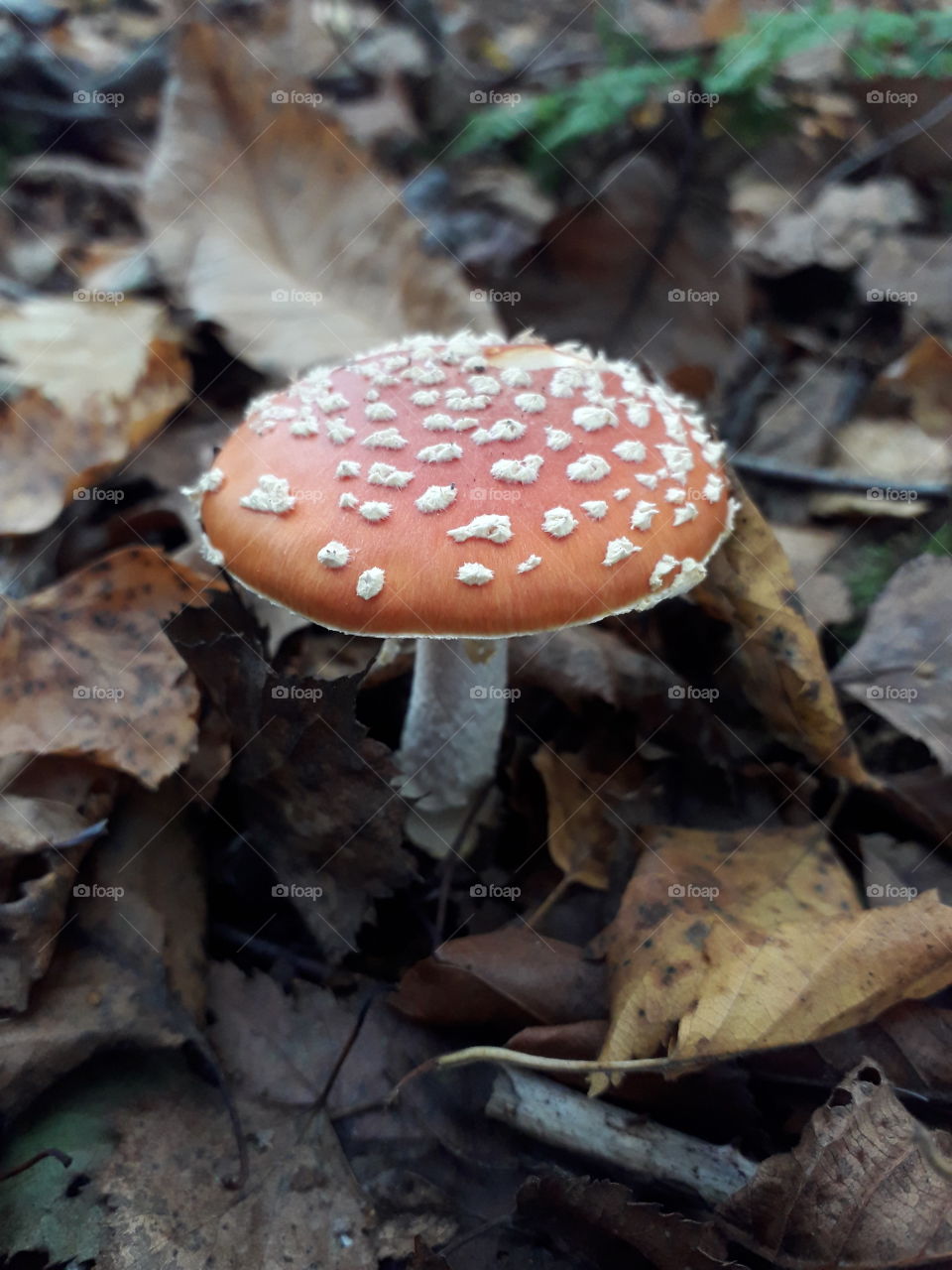Bright Red Fly Agaric Mushroom, with white spots