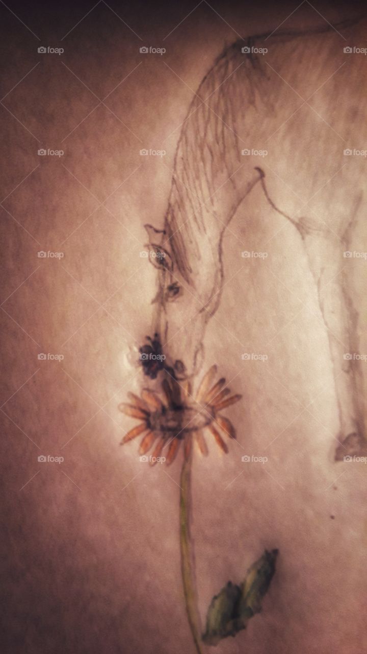 horse smelling flower,butterfly on nose