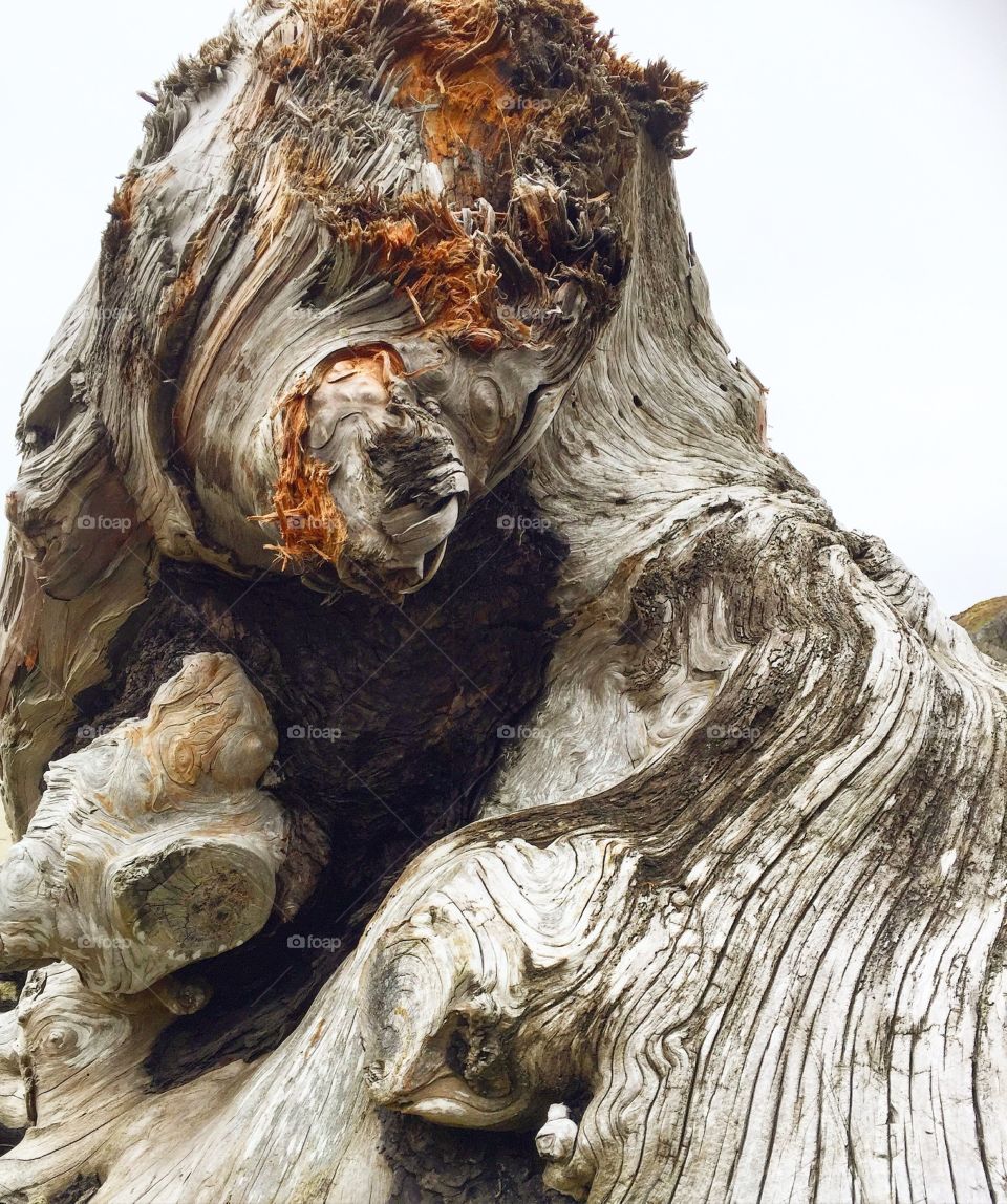 Driftwood from Pacific Rim beach, BC