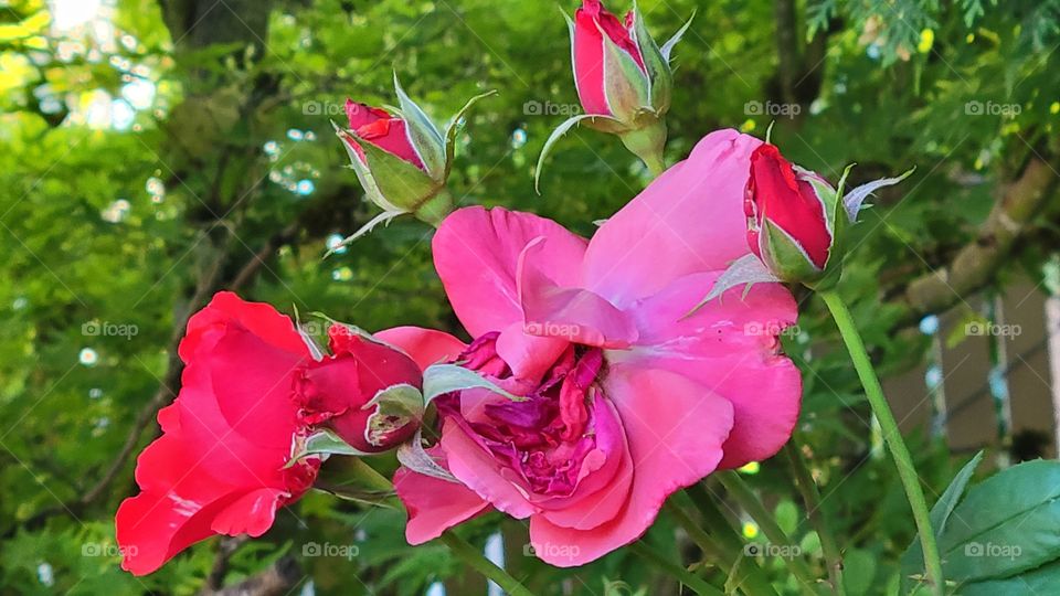 backyard Rose Garden