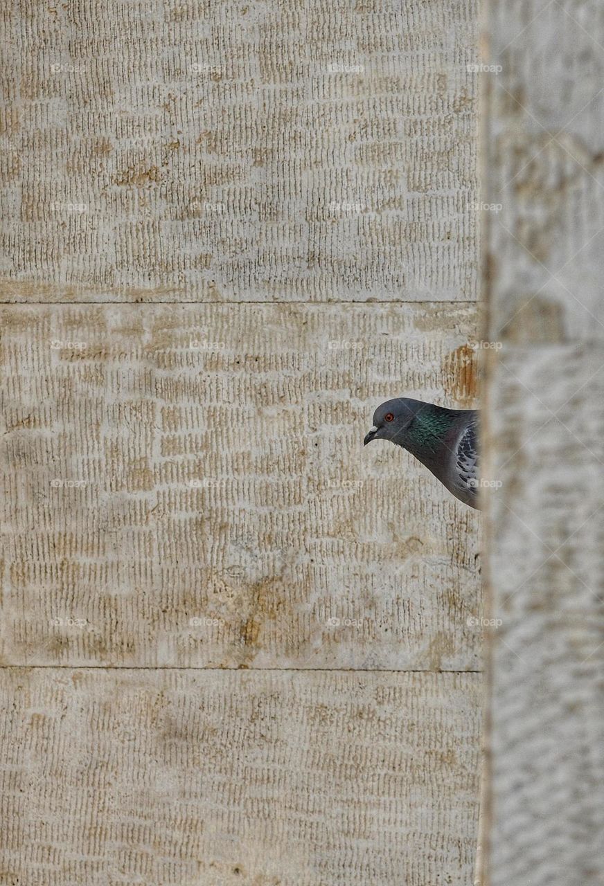 A minimal photo of a pigeon sitting on the edge of window.