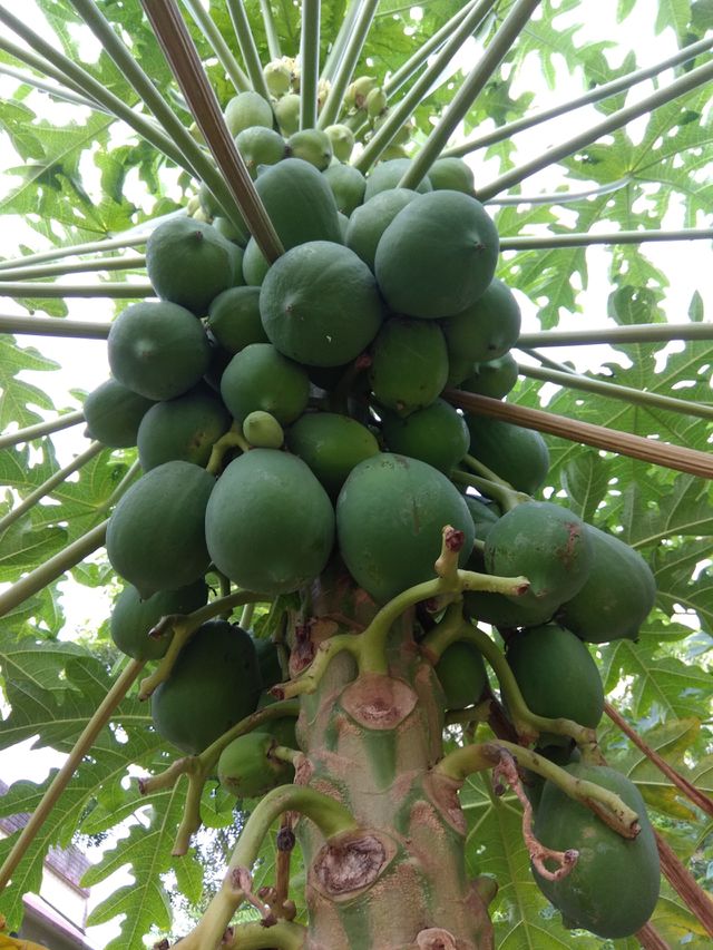 papaya tree
