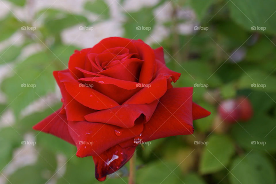 garden flower macro red by ptrendy