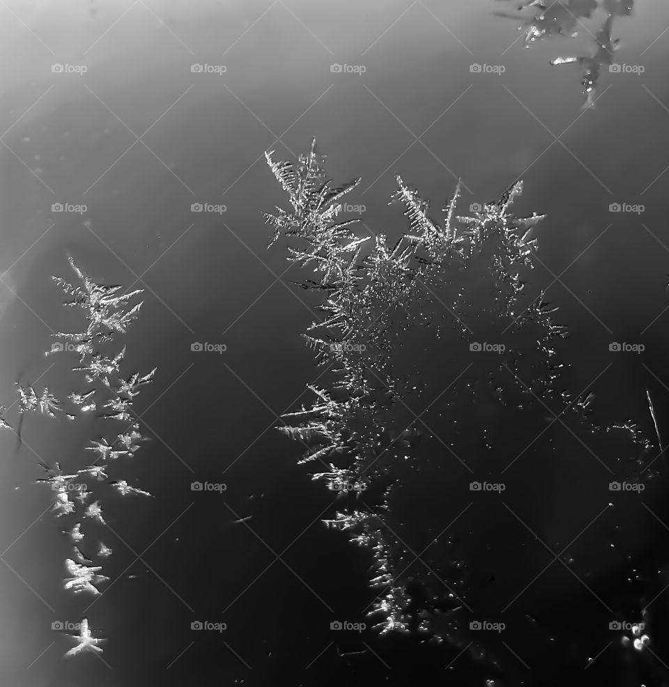 Ice crystals forming on the outside of a window in black and white.