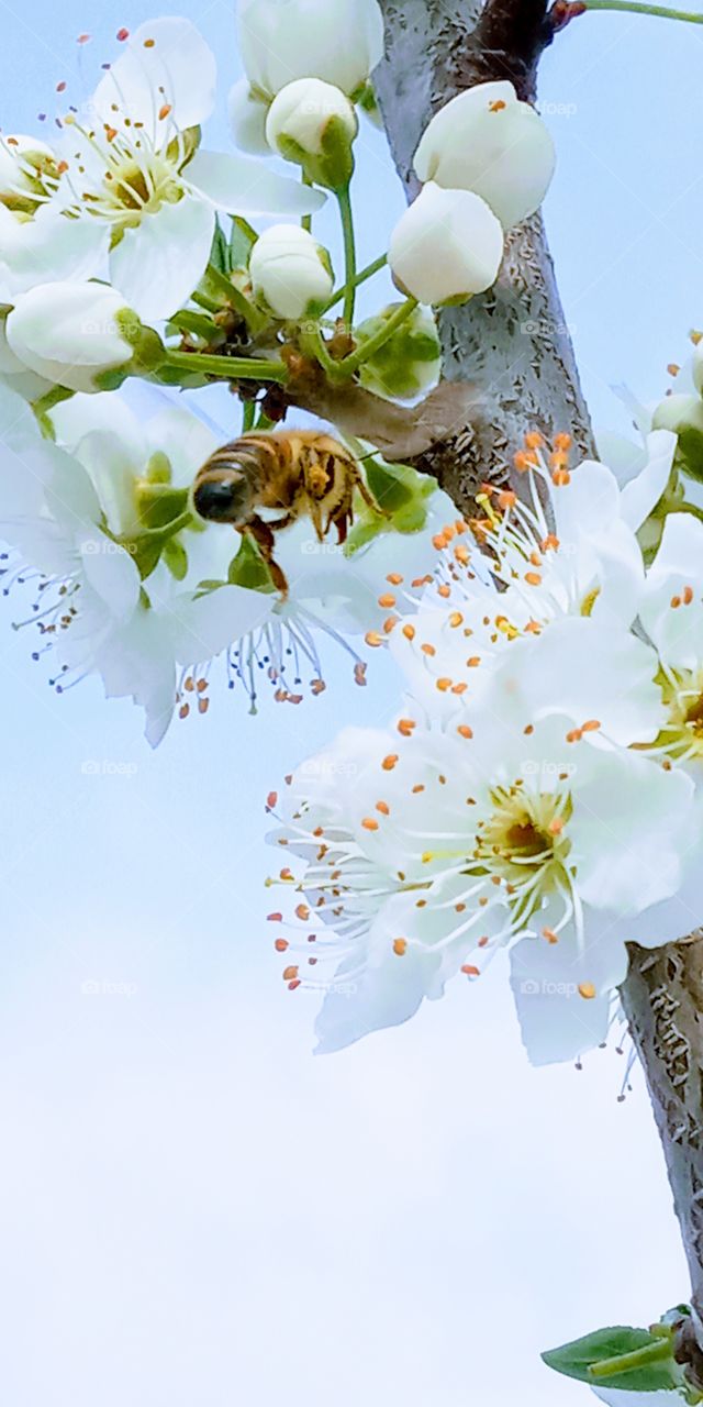 the bee flying under the flower.