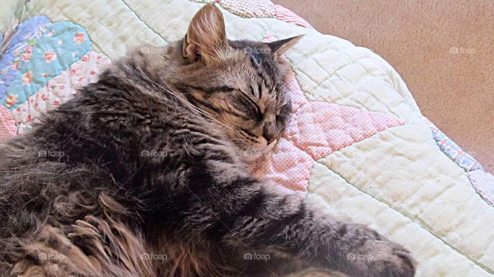 Tabby cat napping on quilt