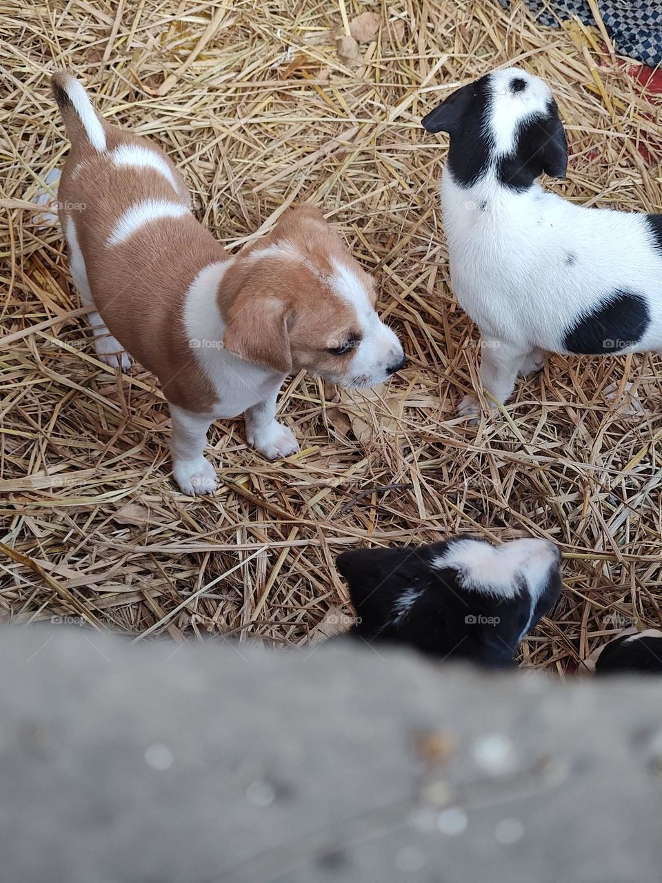 Animals spotted on walks