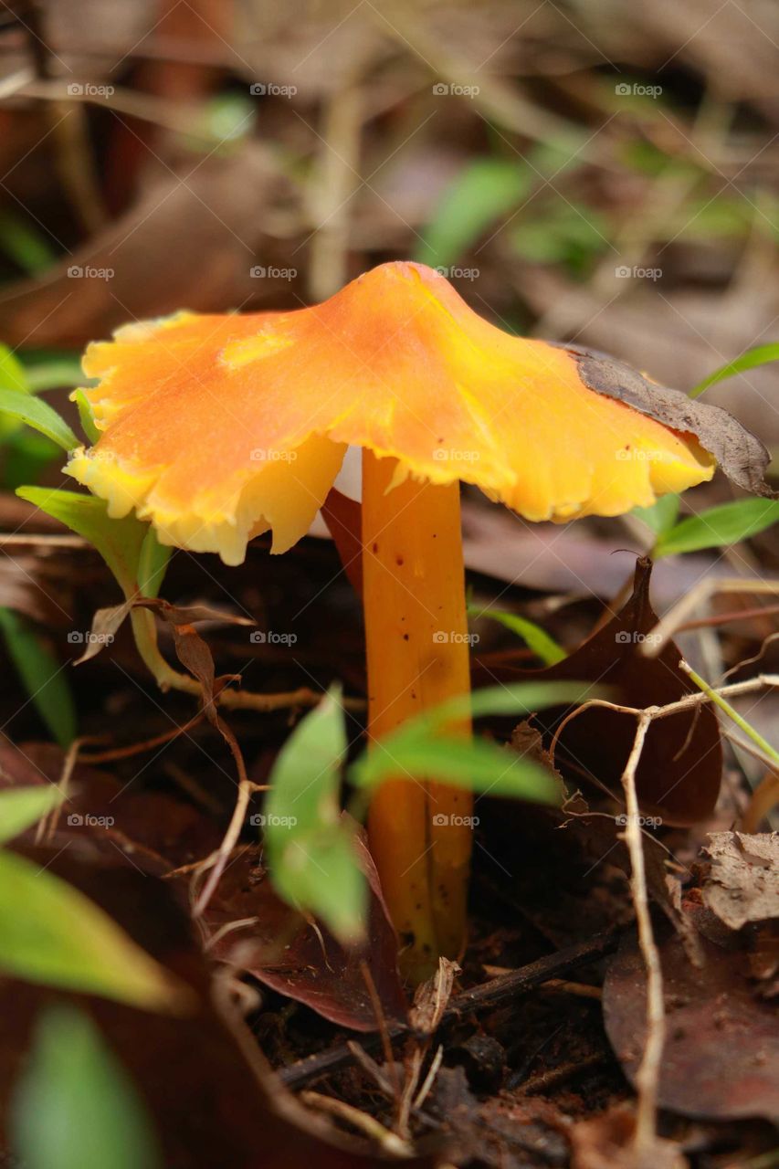 yellow Mushroom