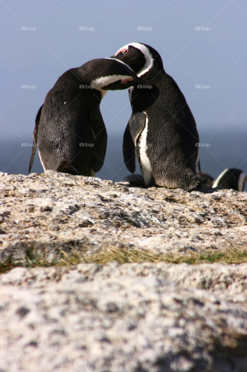 Penguins happy to see each other again on a rock overlooking ocean