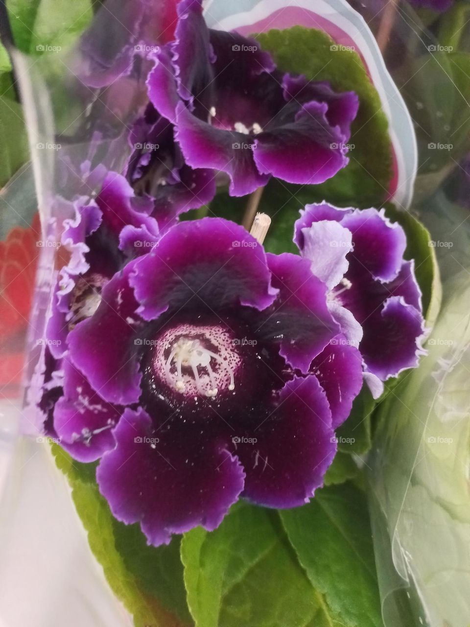 Gloxinia roxa é uma flor belíssima, que necessita de bastante claridade para se desenvolver bem. mas não deve ser é pista diretamente ao sol